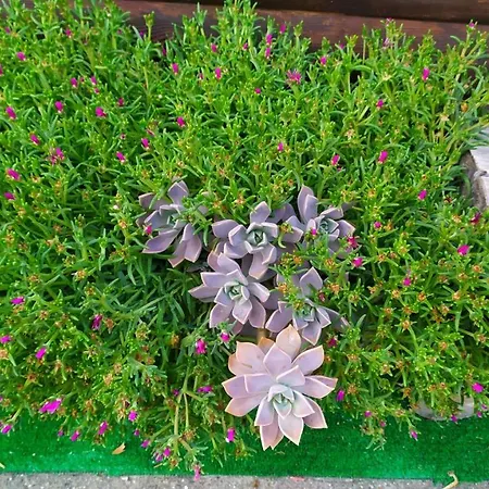 Mille E Notte 3* San Severino Lucano