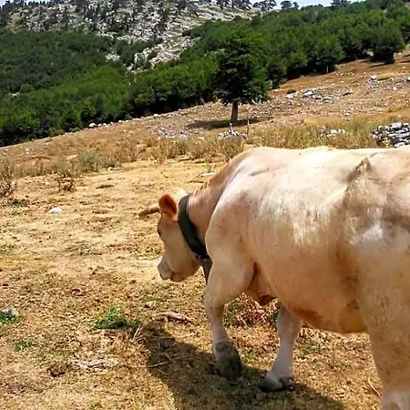 Mille E Notte Oda ve Kahvaltı San Severino Lucano